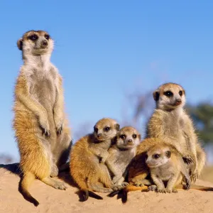 Suricate / Meerkat - young Suricate / Meerkat - young