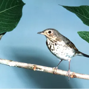SWAINSON'S THRUSH - perched on branch