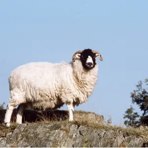 SWALEDALE SHEEP SWALEDALE SHEEP