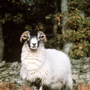 SWALEDALE SHEEP SWALEDALE SHEEP