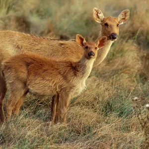 Swamp DEER / Barasinga - female and young Swamp DEER / Barasinga - female and young