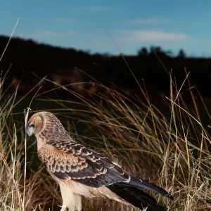 Swamp / Pacific Marsh HARRIER - Swamp / Pacific Marsh HARRIER -