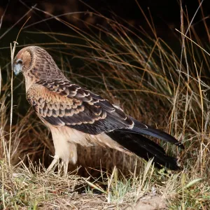 Swamp / Pacific Marsh HARRIER - side view Swamp / Pacific Marsh HARRIER - side view