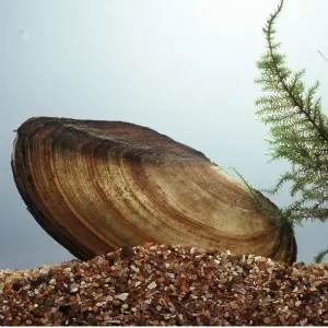 SWAN MUSSEL