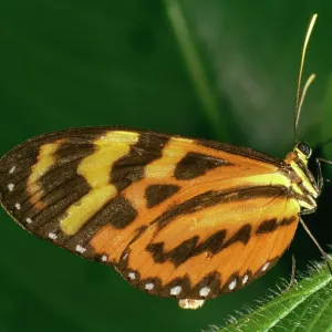 Sweet Oil BUTTERFLY Sweet Oil BUTTERFLY
