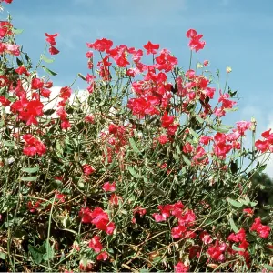 SWEET PEAS - in flower SWEET PEAS - in flower