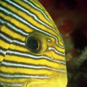Sweetlips Fish - close-up of face Sweetlips Fish - close-up of face