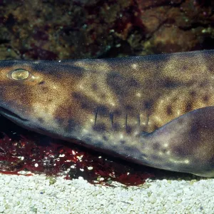 Swell Shark Swell Shark
