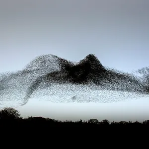Swirling starling murmuration Swirling starling murmuration