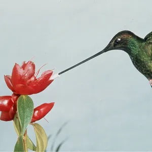 Sword-billed HUMMINGBIRD