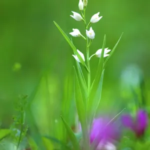Swordleaf-Helleborine Swordleaf-Helleborine