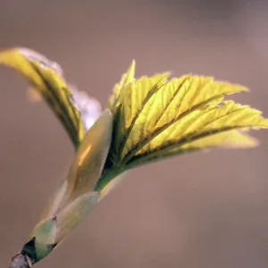 SYCAMORE - leaf SYCAMORE - leaf
