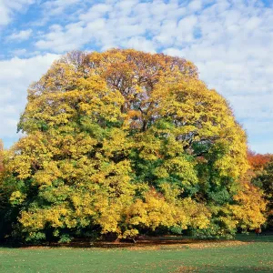 Sycamore Tree - Autumn, sequence 3 of 4 Sycamore Tree - Autumn, sequence 3 of 4
