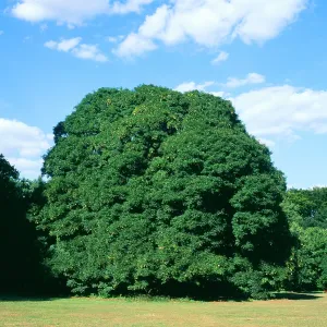 Sycamore Tree - summer Sycamore Tree - summer