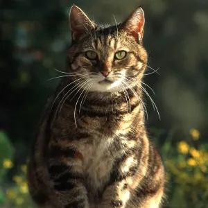 TABBY CAT - female sitting on garden table TABBY CAT - female sitting on garden table