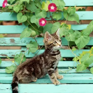 TABBY CAT - KITTEN ON BENCH TABBY CAT - KITTEN ON BENCH