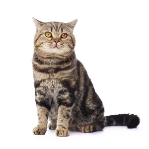 Tabby cat, sitting
