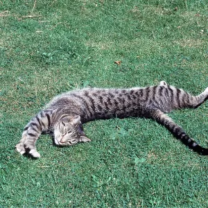 TABBY CAT - stretching out TABBY CAT - stretching out