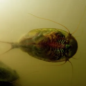 Tadpole Shrimp - ventral view - living fossil is Tadpole Shrimp - ventral view - living fossil is