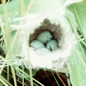 TAILOR BIRD'S - nest with eggs TAILOR BIRD'S - nest with eggs
