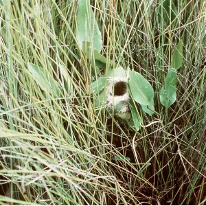 TAILOR BIRD'S NEST - View of nest showing leaves TAILOR BIRD'S NEST - View of nest showing leaves