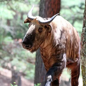 Takin Takin