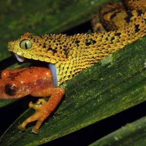 Tanzania Horned Bush Viper - eating an undescribed Tanzania Horned Bush Viper - eating an undescribed