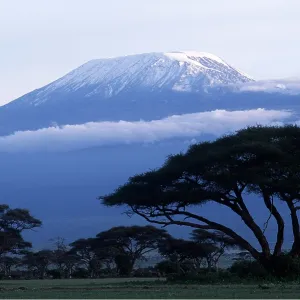 Tanzania - Mount Kilimanjaro and acacia trees