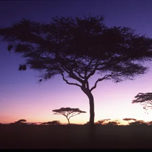 TANZANIA - Serengeti National ParkAcacia trees at sunset