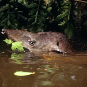 Tapir - eating vegetation while swimming through Tapir - eating vegetation while swimming through