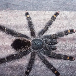 TARANTULA / Bird-eating Spider TARANTULA / Bird-eating Spider