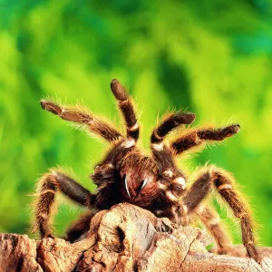 TARANTULA / Bird-eating Spider