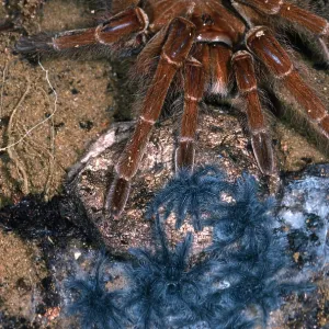 TARANTULA / Bird-eating Spider - & babies TARANTULA / Bird-eating Spider - & babies