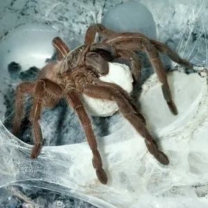 Tarantula / Bird-eating Spider - at nest carrying egg cocoon Tarantula / Bird-eating Spider - at nest carrying egg cocoon