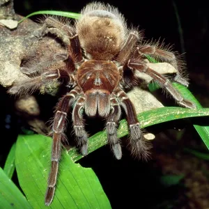 TARANTULA / Goliath Bird-Eating SPIDER TARANTULA / Goliath Bird-Eating SPIDER
