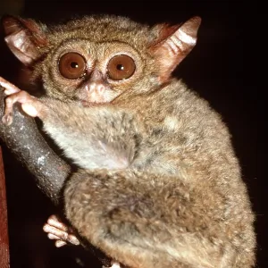 TARSIER TARSIER