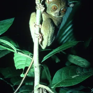 TARSIER - in tree TARSIER - in tree