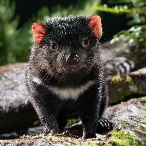 Tasmanian Devil a 10 month old juvenile roaming at night