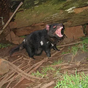 Tasmanian Devil - female with mouth open and young