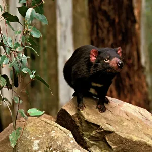 Tasmanian devil - Study animal standing on rock Tasmanian devil - Study animal standing on rock