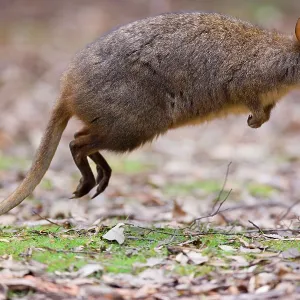 Tasmanian Pademelon - action shot of an adult in Tasmanian Pademelon - action shot of an adult in