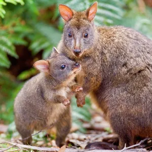 Tasmanian Pademelon - female adult and weaned young Tasmanian Pademelon - female adult and weaned young