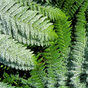 Tasmanian tree fern / Soft tree fern / Man fern Tasmanian tree fern / Soft tree fern / Man fern