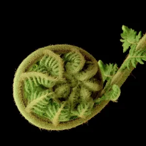 Tasmanian tree fern / Soft tree fern / Man fern Tasmanian tree fern / Soft tree fern / Man fern