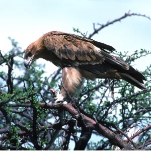 TAWNY EAGLE - eating snake TAWNY EAGLE - eating snake