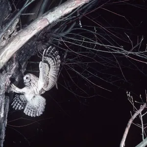 TAWNY OWL - in flight, towards nest TAWNY OWL - in flight, towards nest