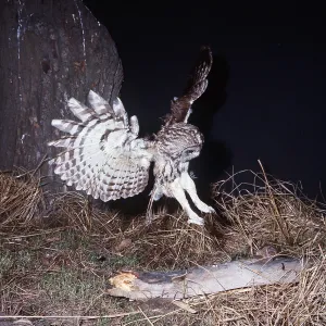 TAWNY OWL - in flight, pouncing on prey TAWNY OWL - in flight, pouncing on prey