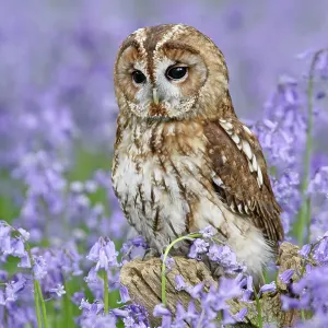 Tawny Owl - on tree stump in bluebell wood Tawny Owl - on tree stump in bluebell wood