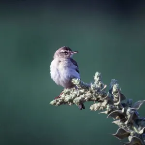 TAWNY PIPIT - perched on tip of branch