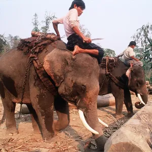 Teak logging using Indian / Asian elephants Teak logging using Indian / Asian elephants